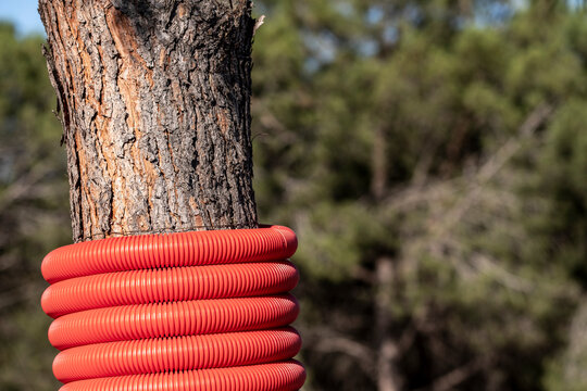 Tree trunk plastic pipe wrap red shield in woodland safety detail showing protective spiral around bark and utility covering in nature