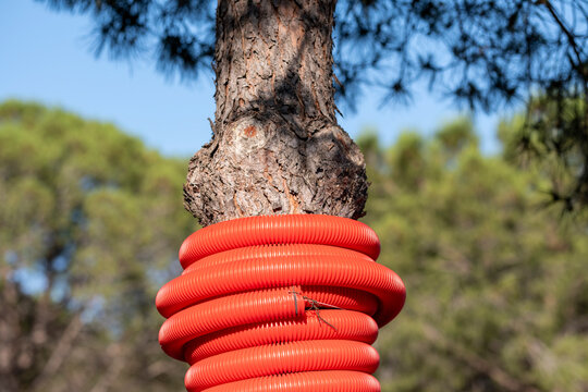 Tree trunk forest protection with hose coil red texture in outdoor closeup showing corrugated tubing wrapped around bark for safety maintenance