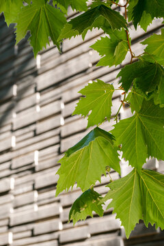 Leaves green shadow on wall in sunlight showing nature pattern and texture as minimalist background for summer design with calm atmosphere