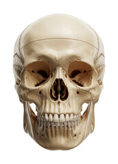 Obraz premium Human skull anatomy bone skeleton isolated on a transparent background
