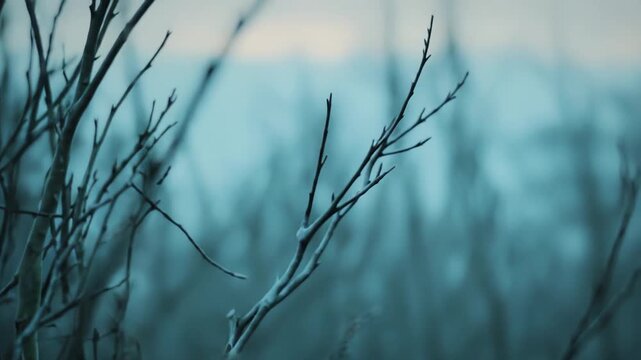 Delicate frost covers bare tree branches, showing the beauty and fragility of winter nature against a subtle, misty background with cold atmospheric tones