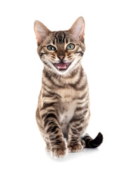 Obraz premium bengal kitten in studio