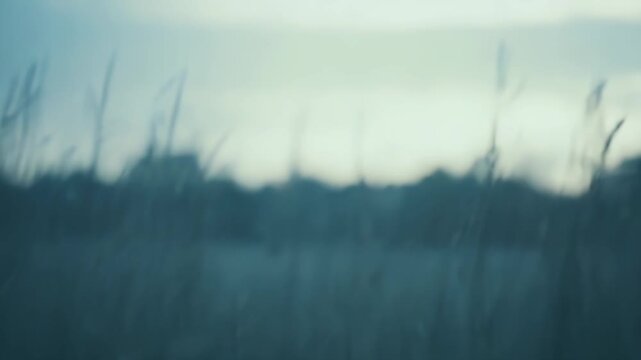 Tall grass swaying softly in the wind creates an ethereal and tranquil atmosphere, with blurred background providing an abstract and dreamy natural landscape ideal for contemplative themes