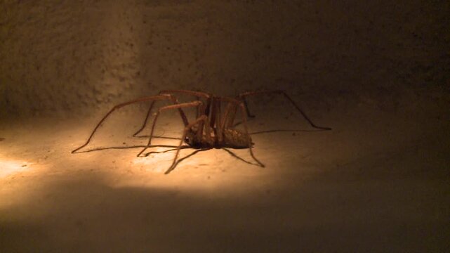 Araign&eacute;e en gros plan 