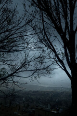 Obraz premium Two trees and a rainy day on a winter evening