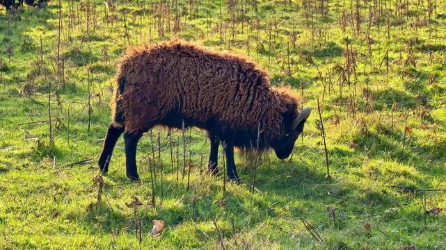 Ouessant ram Ovis aries grazing in real time on a sunlit meadow pasture with green grass and dry winter stems, showing a hardy horned primitive sheep breed in a quiet rural countryside.