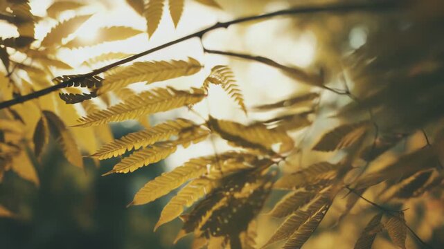 Tree branches with compound leaves catching the bright, warm sunlight from behind, creating a beautiful backlit effect against a blurred natural background, symbolizing autumn and natural beauty