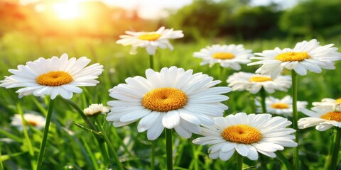 Fototapeta premium Beautiful daisy field under the summer sun