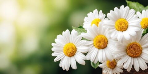 Daisy flowers blooming, nature background 