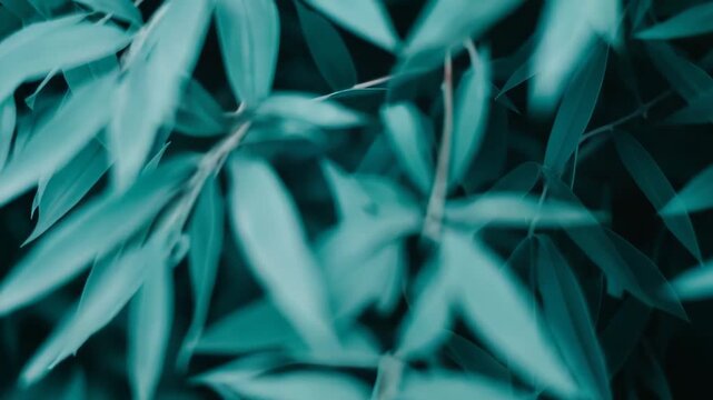 Lush bamboo leaves filling the frame with a calming teal color, forming a dense pattern perfect for serene nature inspired backgrounds and organic themes