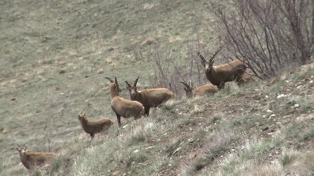 Troupeau de bouquetins en montagne