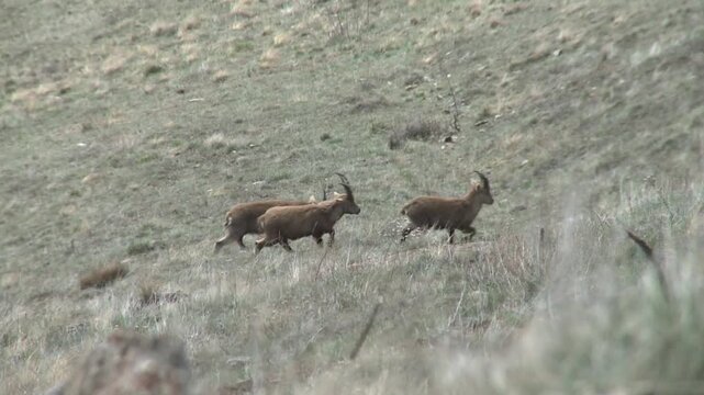 Troupeau de bouquetins en montagne