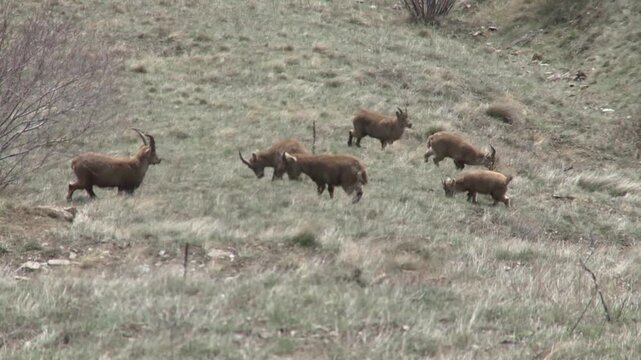 Troupeau de bouquetins en montagne