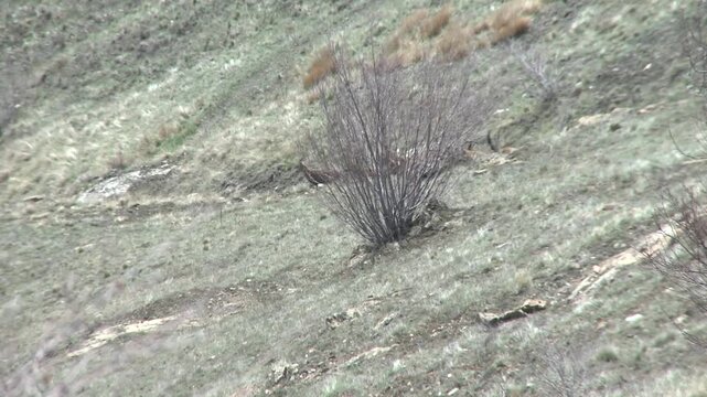 Troupeau de bouquetins en montagne