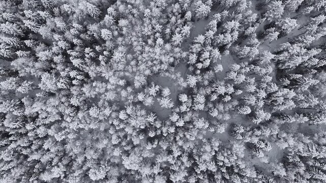 Aerial view of snow-laden trees creating a stark, monochrome landscape, the dense forest cover a sea of white textures, Ruka, Pohjois-Pohjanmaa, Finland.