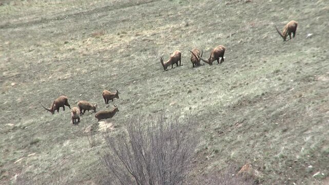 Troupeau de bouquetins en montagne