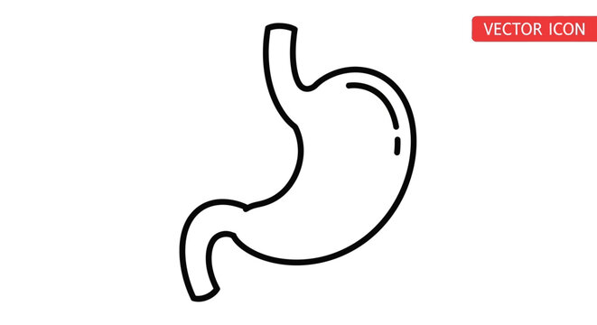 Simple vector illustration of human stomach depicting healthy digestion concept and gut health