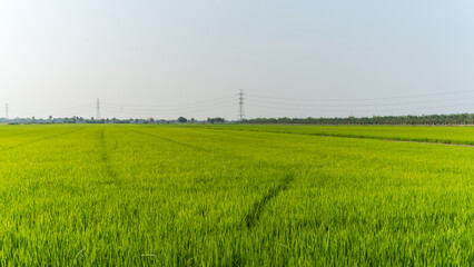 Vast green rice paddy field under a hazy sky with distant power lines and trees
