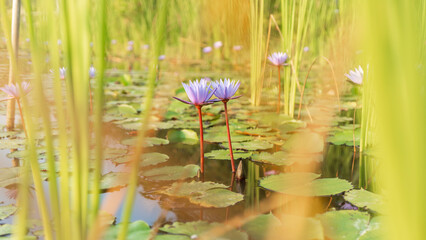 Two delicate purple water lilies bloom gracefully in a tranquil pond surrounded by lush green foliage