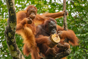 Sarawak, Borneo orangutang