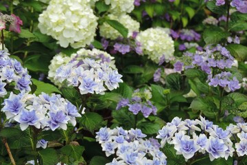Fototapeta premium 庭園に咲き誇る紫と白のグラデーションが美しいアジサイ（紫陽花）の風景