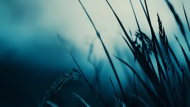 Delicate grass stalk, with a head of seeds, bends softly against a deep blue and teal bokeh background, evoking tranquility and nature's quiet beauty