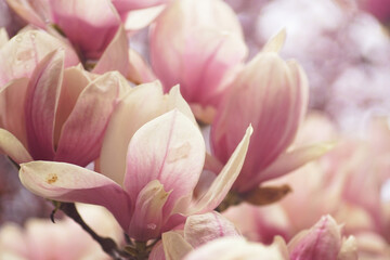 Fototapeta premium A close-up of pink saucer magnolia blossoms in diffused daylight with a blurred background. Represents visually calming natural imagery, gentle sensory input, and low-stimulation visual environment.