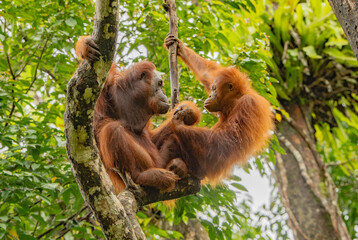 Sarawak, Borneo orangutang © MIIA
