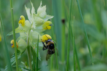 Bumblebee collecting nectar on wild plant © GBeckh