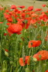 Obraz premium Blühende Mohnfelder