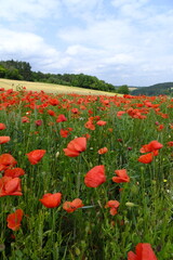 Blühende Mohnfelder