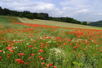Bl&uuml;hende Mohnfelder