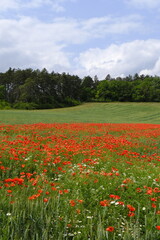 Bl&uuml;hende Mohnfelder