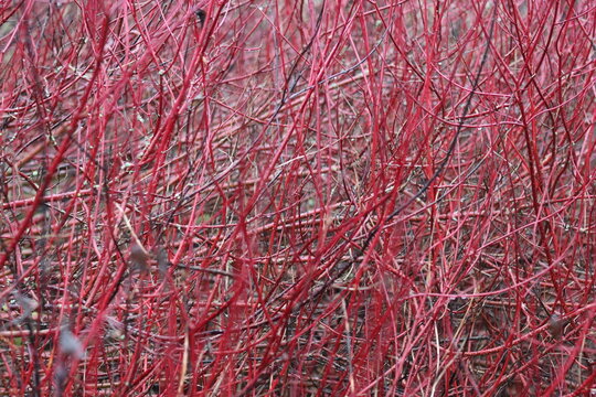 Bright red cornus or dogwood stems in a winter garden