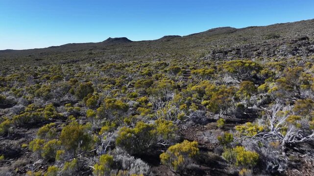 Aerial view of the rugged landscape with yellow and gray vegetation against a clear blue sky, Saint Benoit, Canton de Saint-Benoit-2, Reunion.