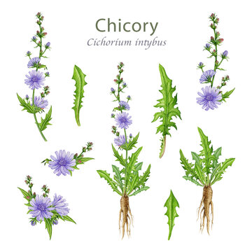 Chicory plant, flowers, leaves and roots watercolor illustration set. Hand drawn Cichorium intybus medicinal wildflower vintage style botanical element collection isolated on white background