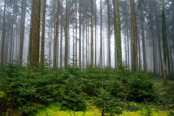 Obraz premium forest in the morning