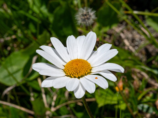 Fototapeta premium white daisy flower