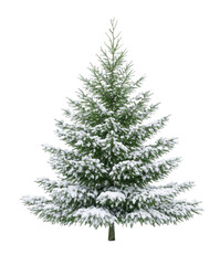 Fototapeta premium Snow covered tree stands alone on transparent background during winter season