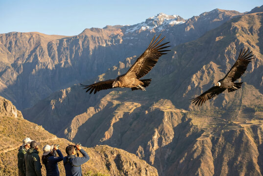 Dos c&oacute;ndores andinos sobrevuelan majestuosamente un profundo ca&ntilde;&oacute;n, mientras un grupo de observadores los contempla con binoculares desde un mirador, con monta&ntilde;as escarpadas y terrazas de cultivo ilum