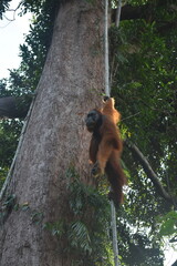 Obraz premium Orangutan Sumatra in wild forest Singkil Aceh Indonesia 