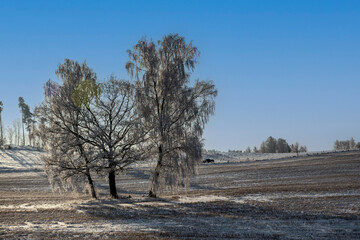 Fototapeta premium beautiful winter landscape with fabulous trees covered with frost, wonderful sunny, cold day