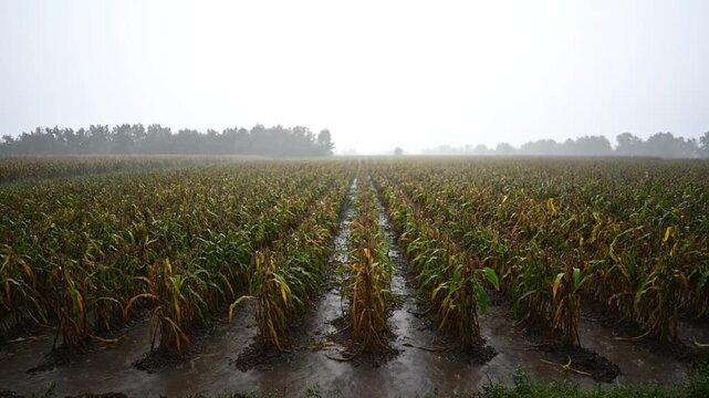 Rain falling on a flooded cornfield with rows of crops extending towards a misty forest line on an overcast day