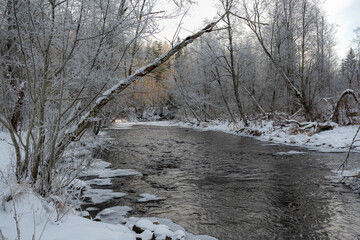 fabulous frost-covered trees, river bank with sandstone outcrops, Brasla river, Cesis, Latvia