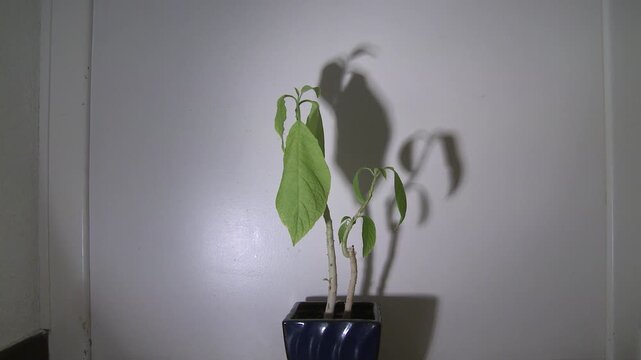 Timelapse de la renaissance d'une plante