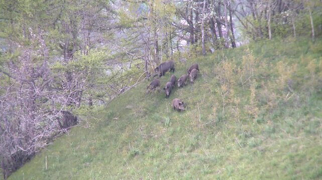 Meute de sanglier sortant des bois