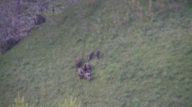 Meute de sanglier sortant des bois