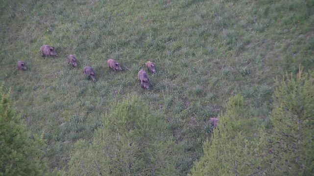 Meute de sanglier sortant des bois