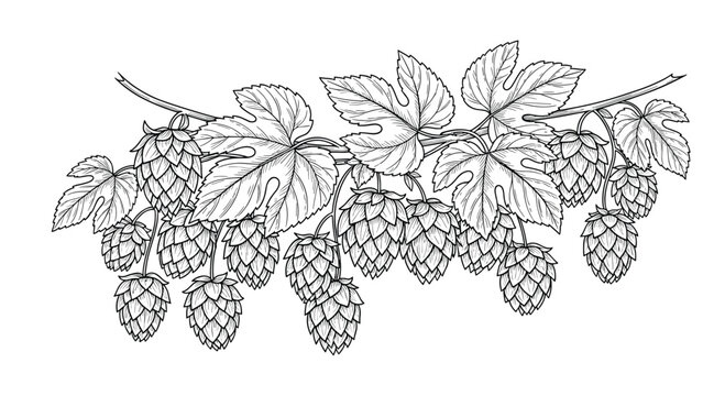 Branch of hop cones and jagged leaves is depicted in a detailed botanical illustration suitable for brewery and beer themes.