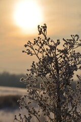 grass in the frost at dawn